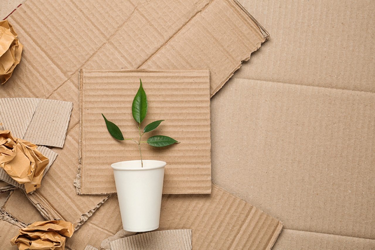 Green plant in cup and crumpled paper on carton, top view with space for text