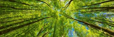 Looking up at the green tops of trees