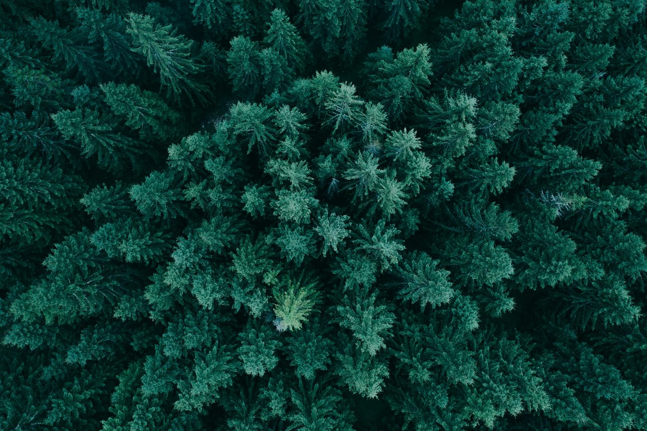Pine treetops seen from a drone. | Sustainability approved retouched version/Original Version