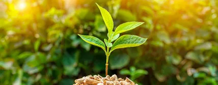 Biomass