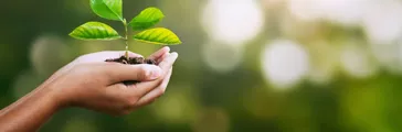 Hands holding young plant on blurry green nature background.