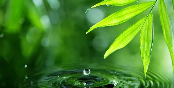 Dropping water with palm leaf, spa and wellness concept. Shot on super macro lens, low depth of focus. Free space for text.