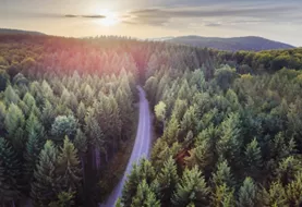 Aerial nature scenic landscape of pine trees and driving road in summer. Top view of dark green forest in mountain at sunset. Travel path and fir wood with sunlight from above.