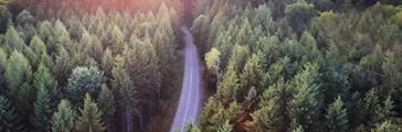 Landscape of pine trees and driving road