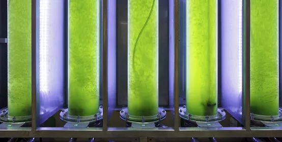 Photobioreactor in lab algae fuel biofuel industry