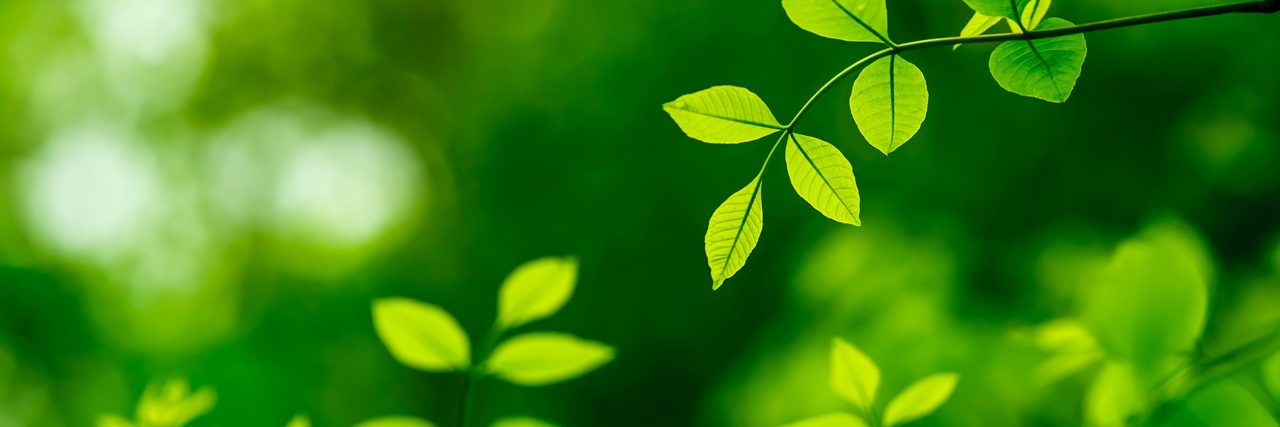 Small green leaves with a blurred background.