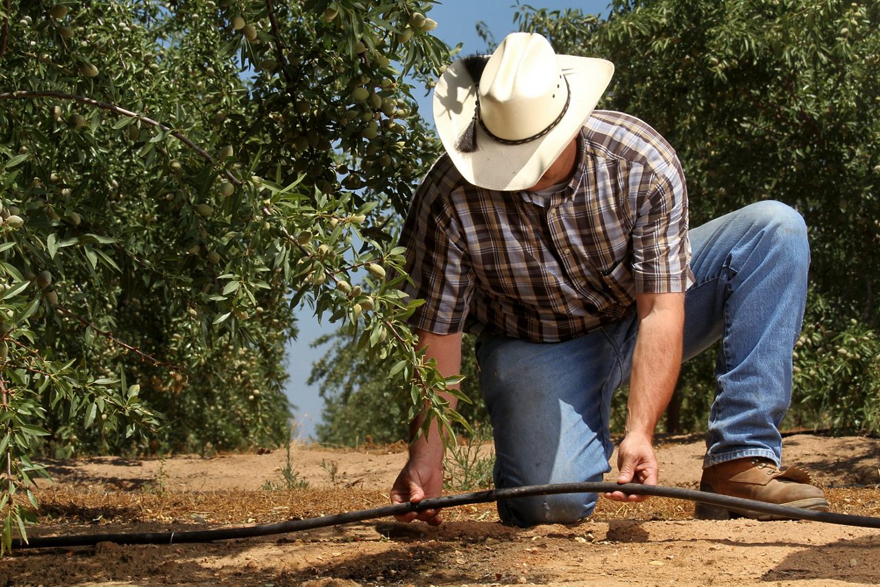 Fresno man holding microirrigation tube in a almond farm.