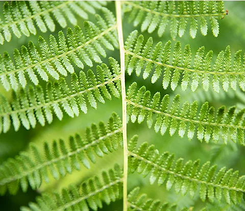 Image of fern leaves.