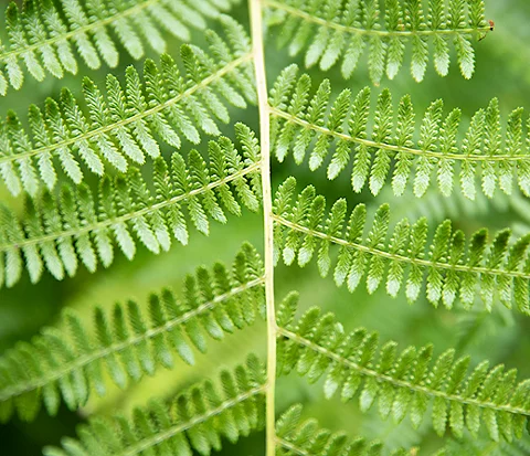 Image of fern leaves.
