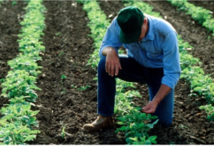 A farmer looks over his crops. 