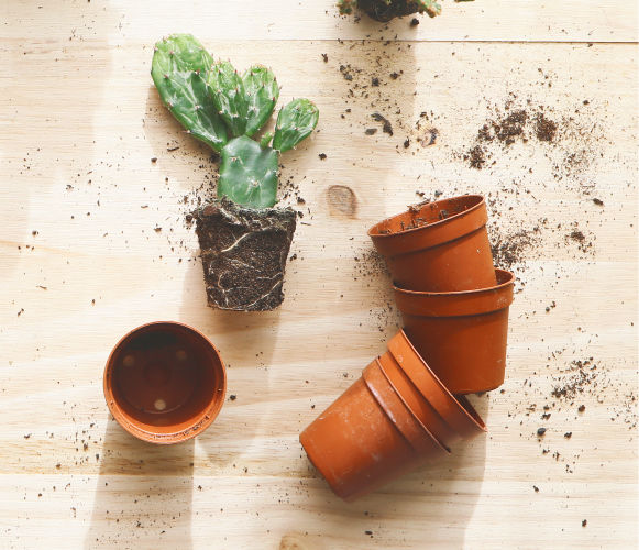 Terracotta flower pots