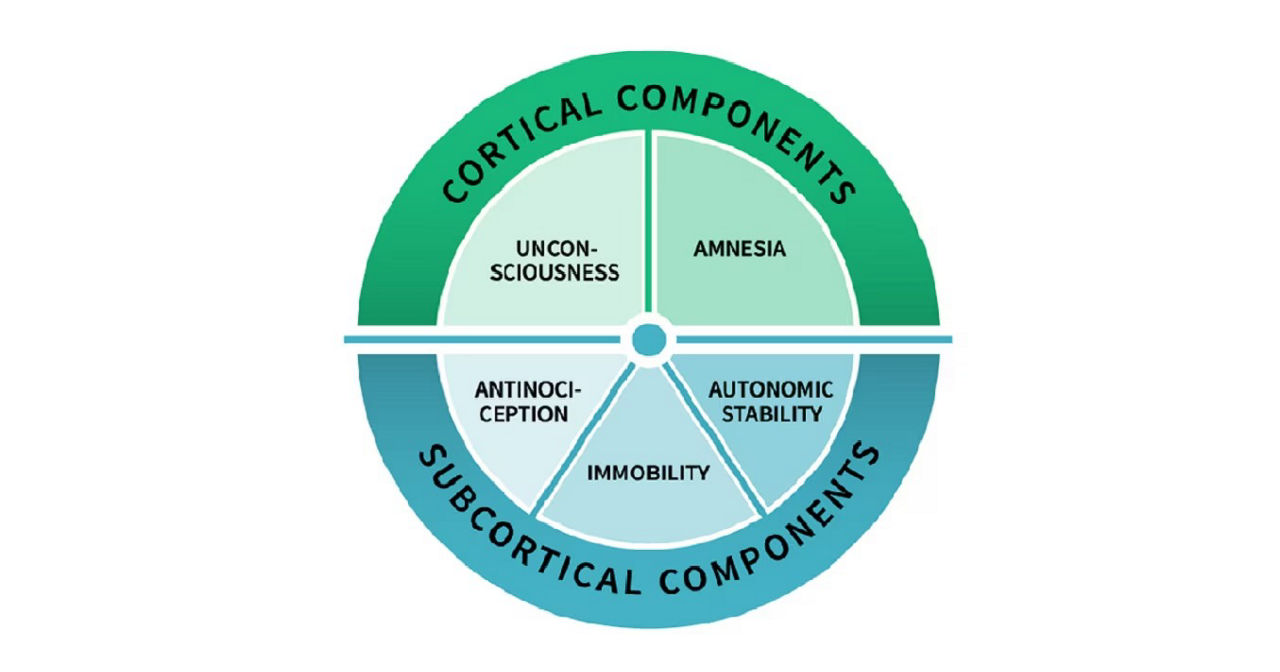 AoA-cortical-subcortical-graphics-1356-710
