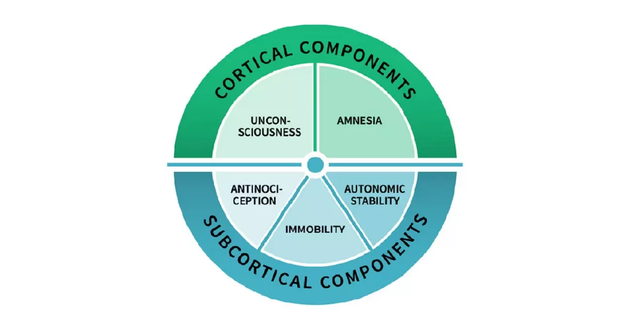AoA-cortical-subcortical-graphics-1356-710