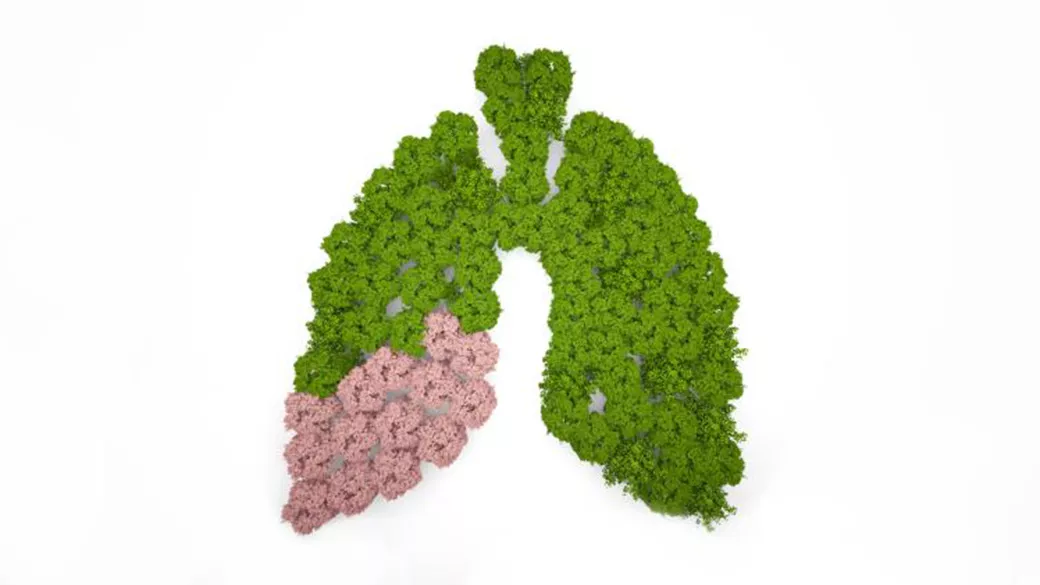 tree lungs