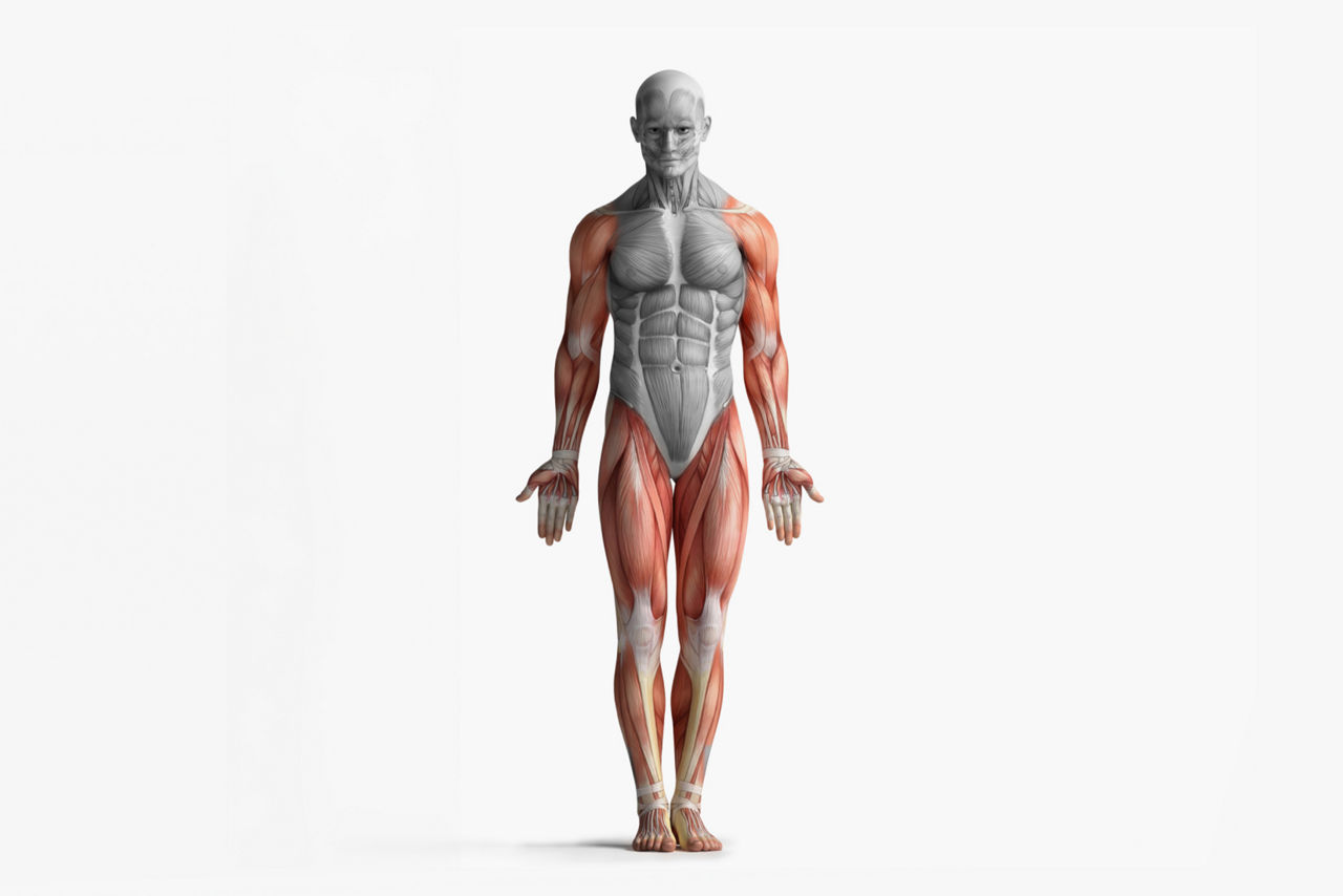 body-composition-for-sarcopenia
