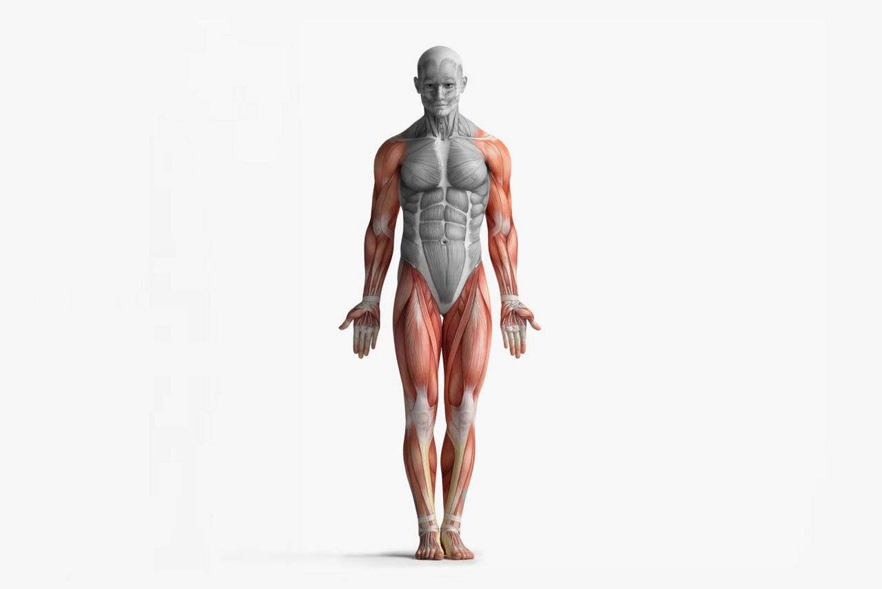 body-composition-for-sarcopenia-st-en