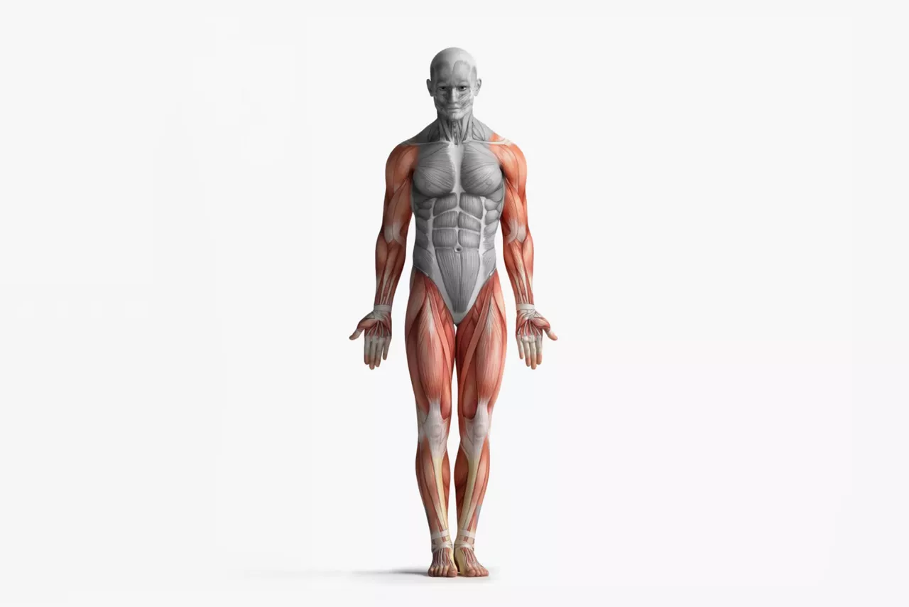 body-composition-for-sarcopenia-st-en