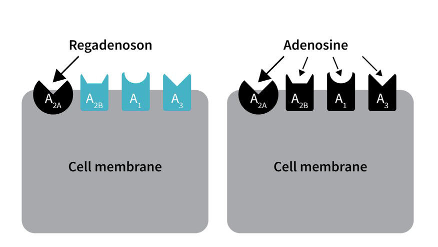 card1-info-expanded-desktop