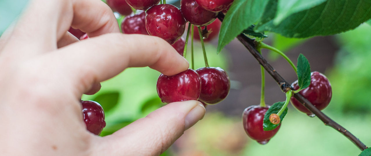 carousel-cherry-picking-1920x810