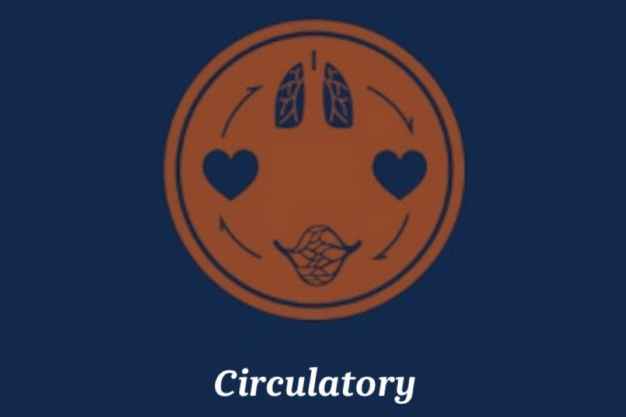 Circulatory 900 by 600
