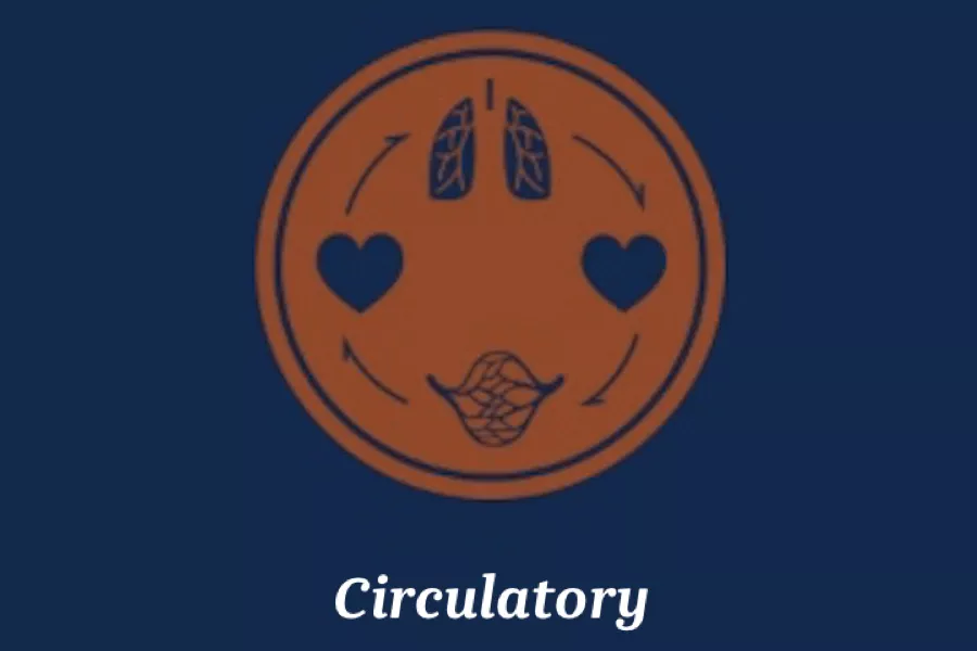 Circulatory 900 by 600