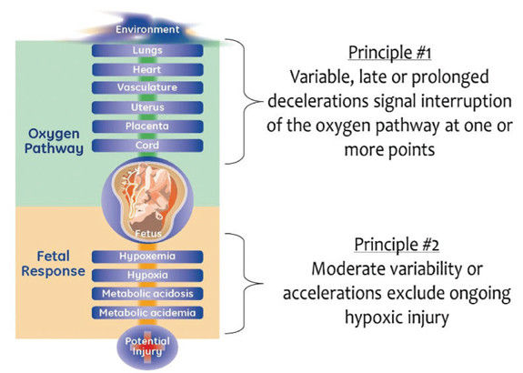education-clinical-education-gehc_edu_efm.jpg
