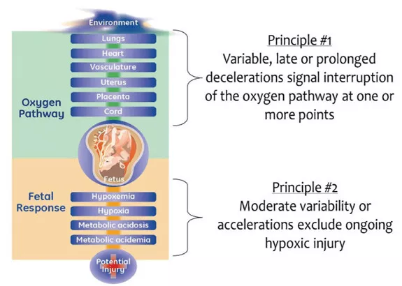 education-clinical-education-gehc_edu_efm.jpg