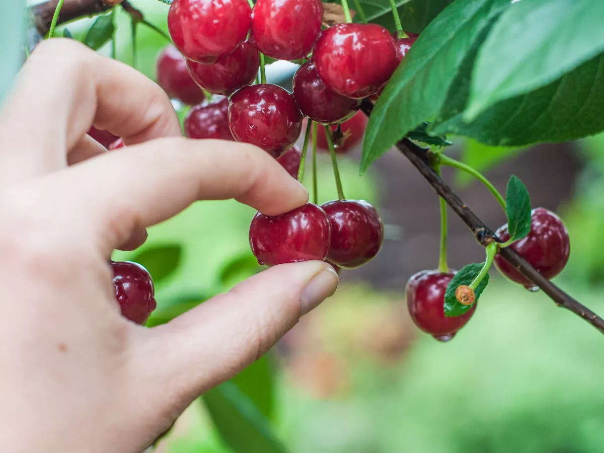 how-to-combat-radiologist-cherry-picking-ph-en