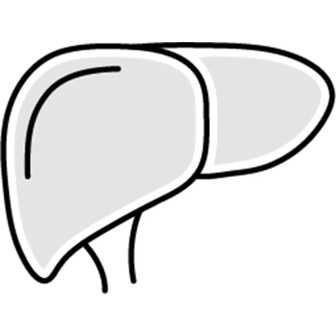 Liver