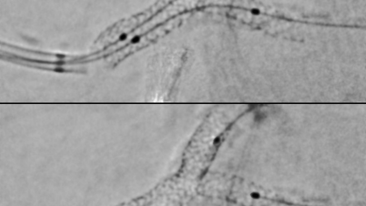 TrueSignal senors and cable.