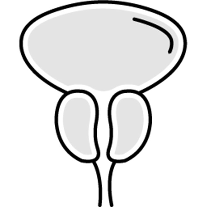 Prostate