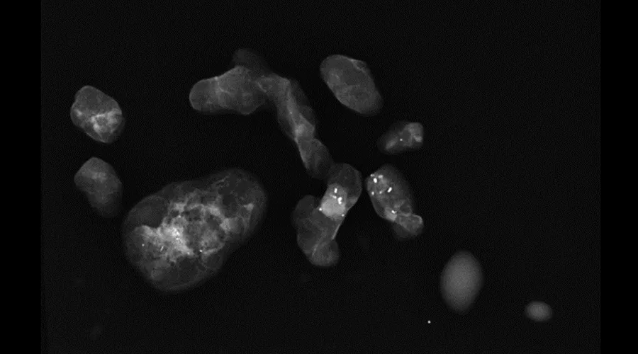 Sample-Imaging-Confirmation