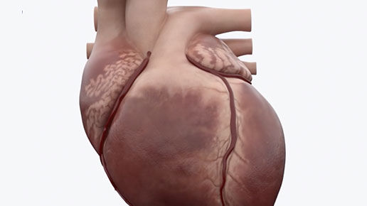 SnapShot-feature05-desktop