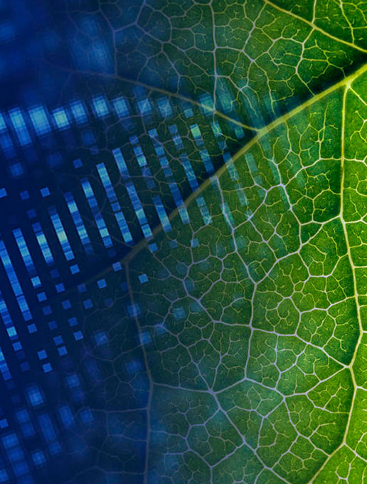 sustainability 516x680