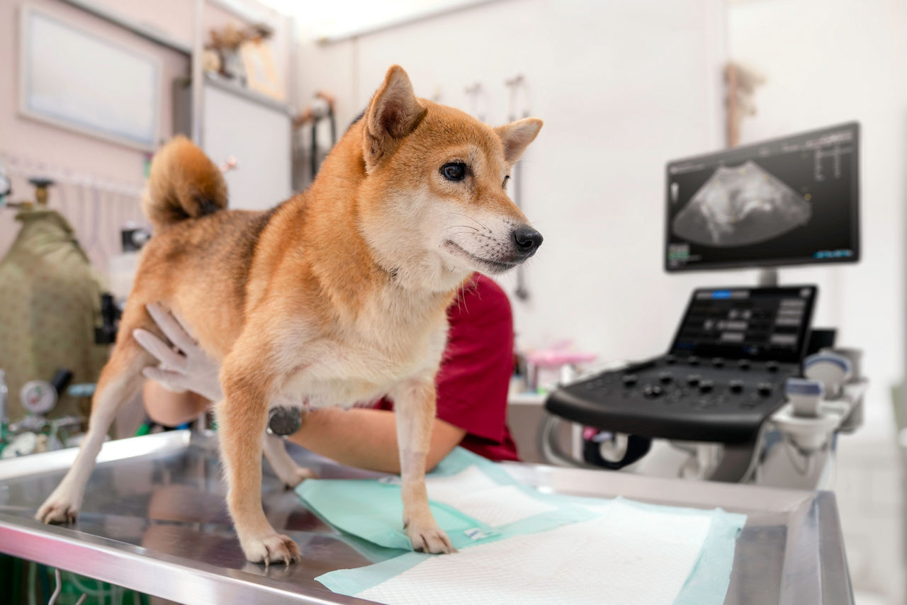 versana-balance-v2-vet-dog1-touch-screen