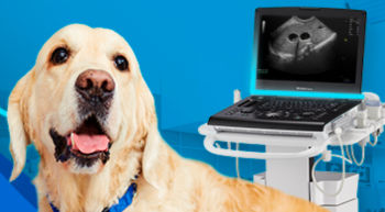 Vet - Product Listing