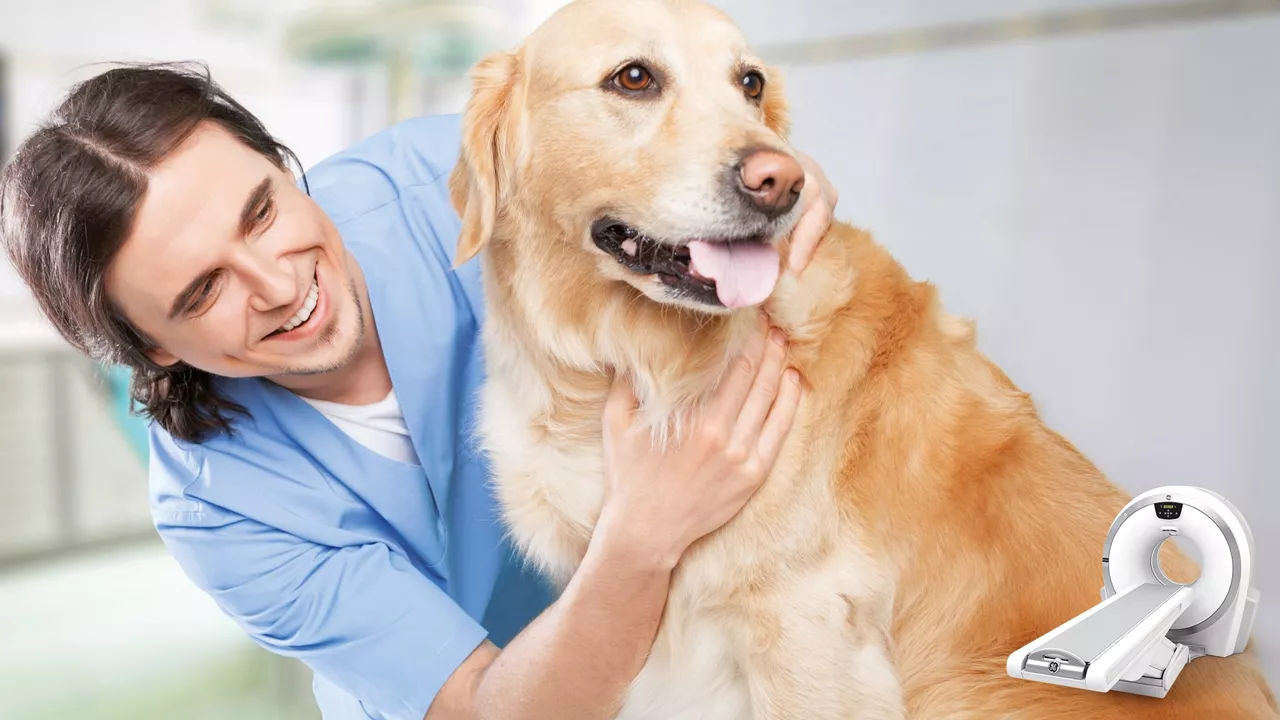 VET ACT dog-3