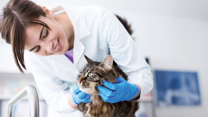vet cat-new