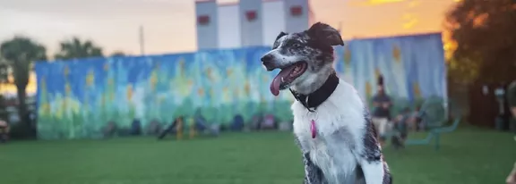 A black and white dog with a pink tag sits in the foreground of a grassy outdoor park. The background features a vibrant mural with blue and green tones, and the sky is lit with warm sunset colors. The scene conveys a joyful and relaxed mood, with the dog appearing content and playful.