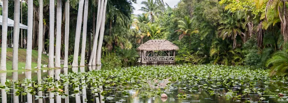 A serene tropical pond is covered with green lily pads stretching across the water. A thatched wooden hut sits in the background, nestled among dense palm trees and lush vegetation. Tall white columns line the left side of the pond, reflecting in the calm surface. The scene feels quiet and secluded, emphasizing natural greenery and still water.