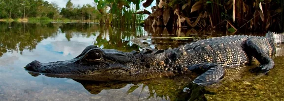 A crocodile lies partially submerged at the edge of a shallow wetland. Its textured scales and elongated snout are clearly visible above the still water surface. Lush green vegetation and trees line the background, reflected in the calm water. The scene feels quiet and natural, highlighting the reptile in its habitat.