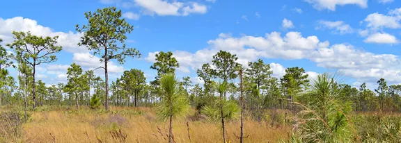 A wide savanna landscape is dotted with tall, slender pine trees and low shrubs. Golden grasses dominate the foreground, creating a warm contrast against the greenery. The scene stretches into the distance under a bright blue sky filled with scattered white clouds. The overall atmosphere is open, natural, and serene, suggesting a warm, sunny day in a wild habitat.