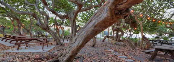 An outdoor seating area is set beneath a canopy of large, twisted trees. Wooden picnic tables are arranged on a paved surface surrounded by fallen leaves. String lights hang among the branches, adding a warm, inviting touch to the natural setting. The scene feels calm and rustic, suggesting a quiet park or garden gathering space.