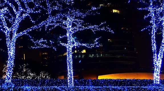 A bunch of trees and shrubs lit up with white lights