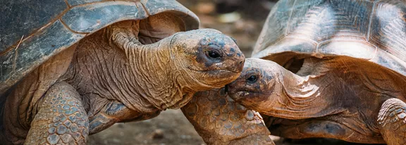 Two large tortoises are shown in a closeup view, gently touching their heads together. The animals appear to be interacting on a natural, earthy ground surface. Their textured shells and wrinkled skin are clearly visible, highlighting detail and age. Soft, warm lighting emphasizes the intimate, calm moment between the tortoises.