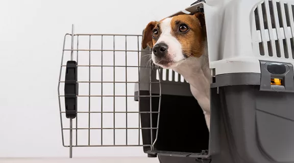 A dog in a crate