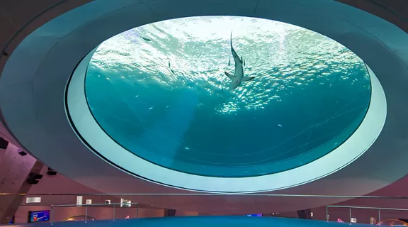 View of the shark enclosure