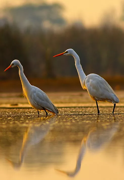 Two Everglades birds standing in shallow water at sunrise