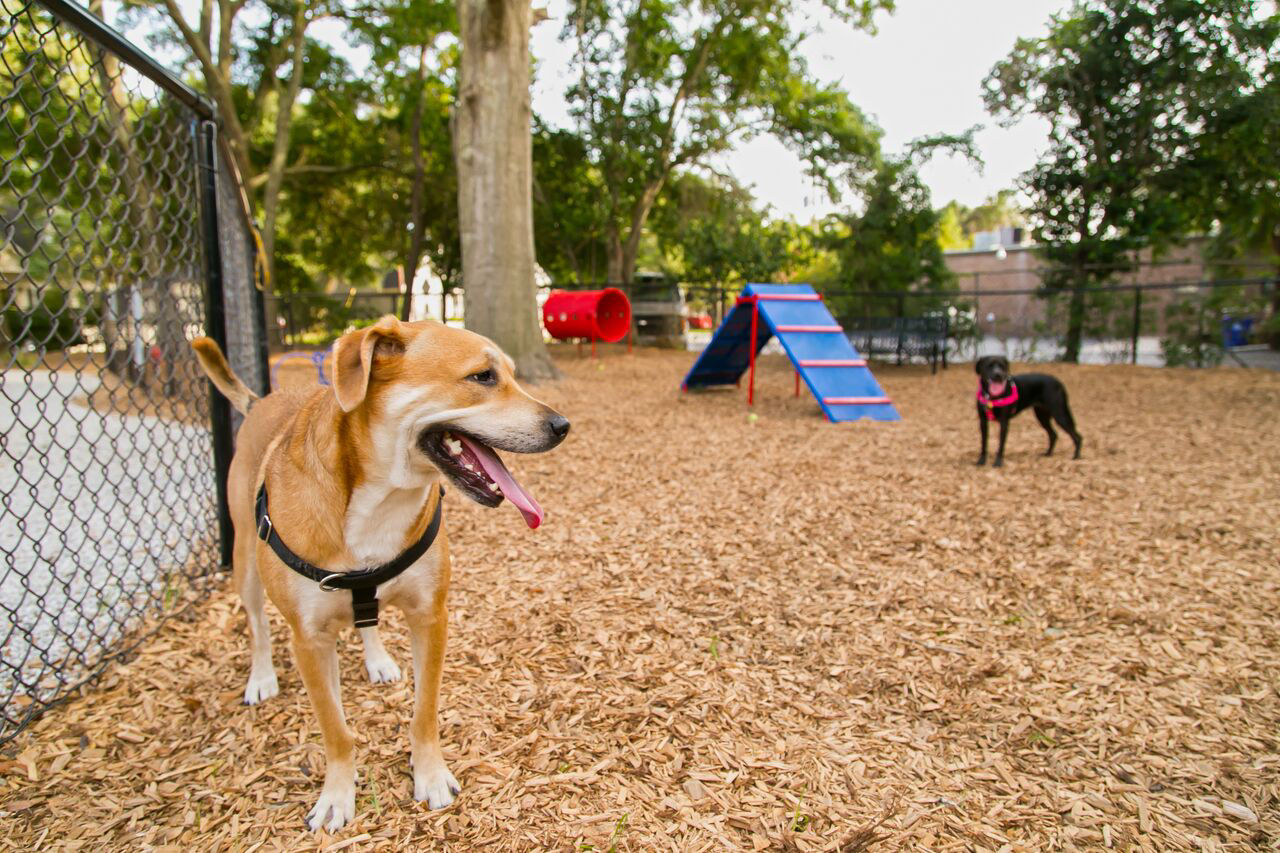 Dog park at The Boulevard Apartments Mount Pleasant