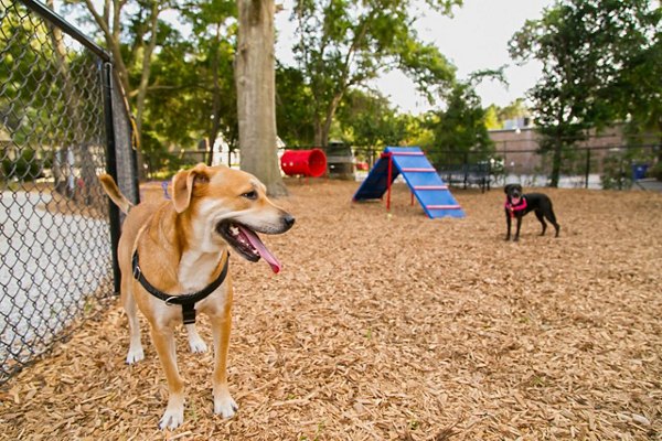 Open dog park with agility equipment at The Boulevard Apartments, perfect for pet-friendly luxury living in a vibrant community